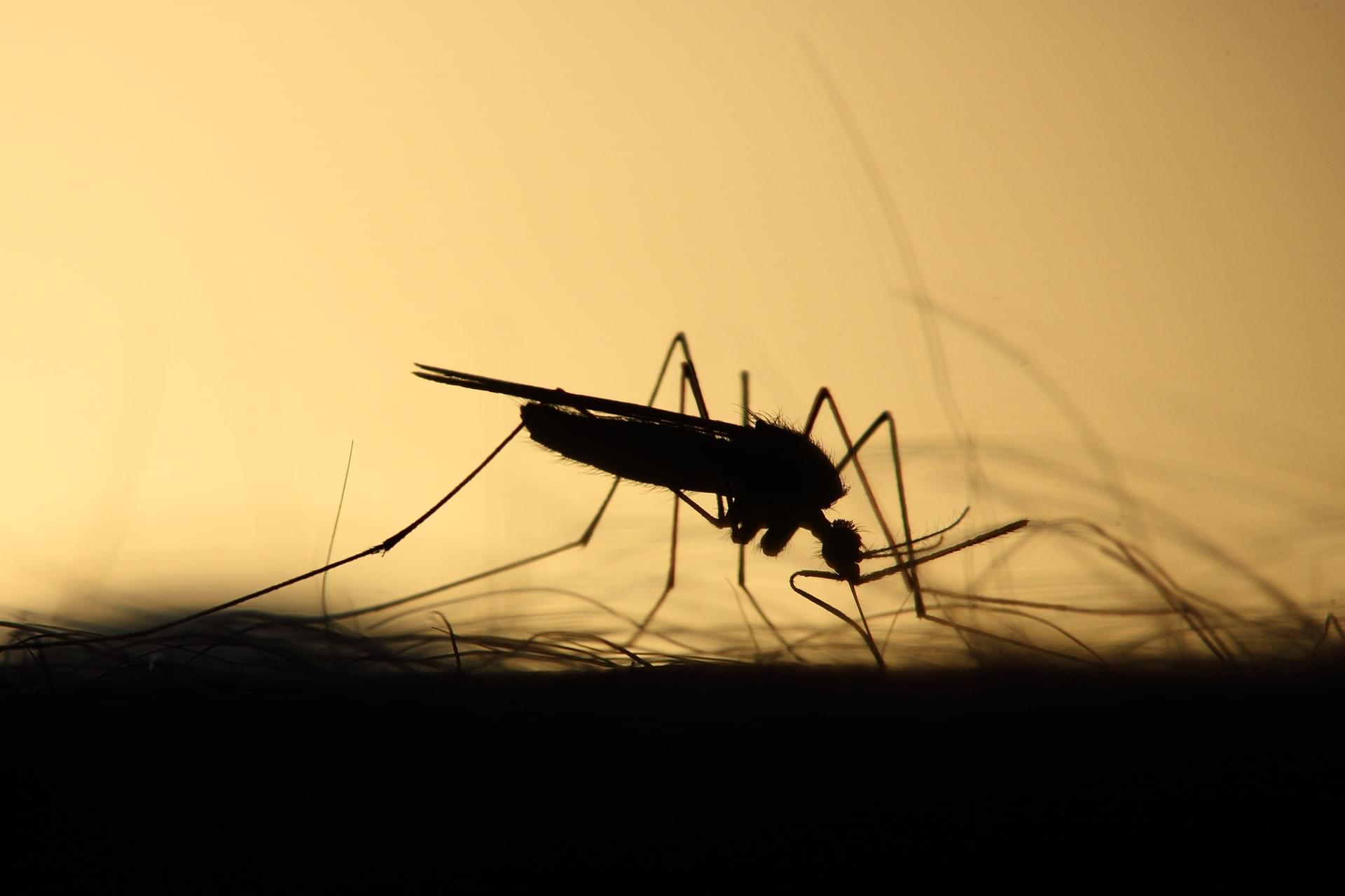 Una giornalista muore per malaria, al rientro da un viaggio in Nigeria
