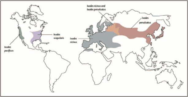 Distribuzione geografica della malattia di Lyme